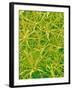 Underside of Marsh Mallow Leaf-Micro Discovery-Framed Photographic Print