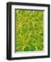 Underside of Marsh Mallow Leaf-Micro Discovery-Framed Photographic Print