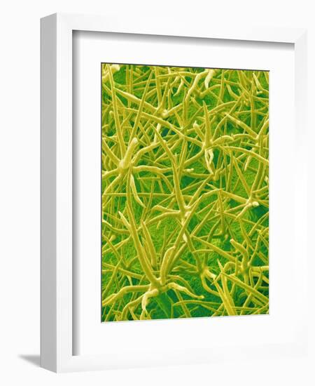 Underside of Marsh Mallow Leaf-Micro Discovery-Framed Photographic Print