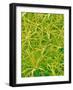 Underside of Marsh Mallow Leaf-Micro Discovery-Framed Photographic Print