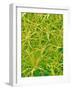 Underside of Marsh Mallow Leaf-Micro Discovery-Framed Photographic Print