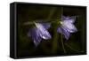 Underside of Purple Flowers with Rain Drops-Gordon Semmens-Framed Stretched Canvas