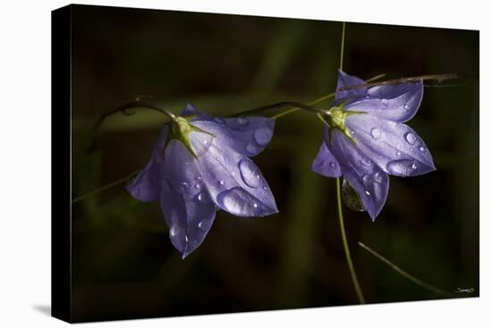 Underside of Purple Flowers with Rain Drops-Gordon Semmens-Stretched Canvas