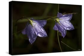 Underside of Purple Flowers with Rain Drops-Gordon Semmens-Stretched Canvas