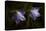 Underside of Purple Flowers with Rain Drops-Gordon Semmens-Stretched Canvas