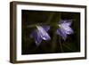 Underside of Purple Flowers with Rain Drops-Gordon Semmens-Framed Photographic Print