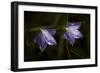 Underside of Purple Flowers with Rain Drops-Gordon Semmens-Framed Photographic Print