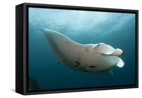 Underside View of a Giant Oceanic Manta Ray, Raja Ampat, Indonesia-null-Framed Stretched Canvas