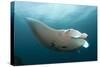 Underside View of a Giant Oceanic Manta Ray, Raja Ampat, Indonesia-null-Stretched Canvas