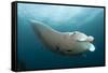 Underside View of a Giant Oceanic Manta Ray, Raja Ampat, Indonesia-null-Framed Stretched Canvas