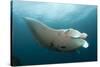 Underside View of a Giant Oceanic Manta Ray, Raja Ampat, Indonesia-null-Stretched Canvas