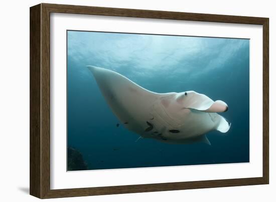 Underside View of a Giant Oceanic Manta Ray, Raja Ampat, Indonesia-null-Framed Photographic Print