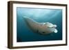 Underside View of a Giant Oceanic Manta Ray, Raja Ampat, Indonesia-null-Framed Photographic Print