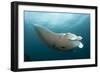 Underside View of a Giant Oceanic Manta Ray, Raja Ampat, Indonesia-null-Framed Photographic Print