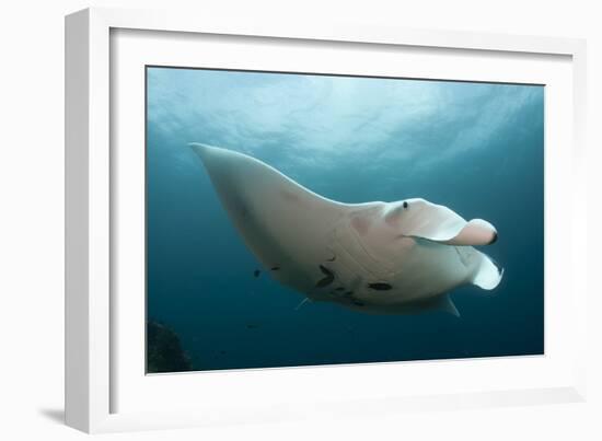 Underside View of a Giant Oceanic Manta Ray, Raja Ampat, Indonesia-null-Framed Photographic Print