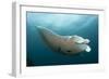 Underside View of a Giant Oceanic Manta Ray, Raja Ampat, Indonesia-null-Framed Photographic Print