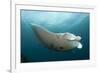 Underside View of a Giant Oceanic Manta Ray, Raja Ampat, Indonesia-null-Framed Photographic Print