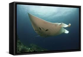 Underside View of a Giant Oceanic Manta Ray, Raja Ampat, Indonesia-null-Framed Stretched Canvas