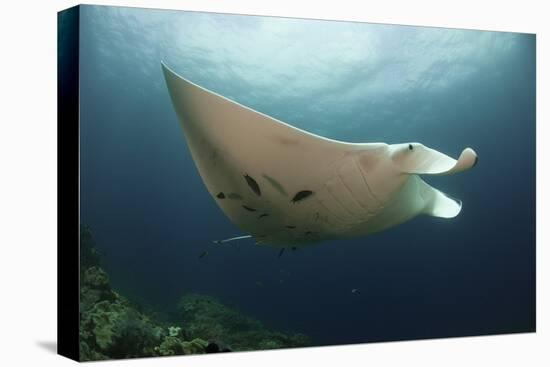 Underside View of a Giant Oceanic Manta Ray, Raja Ampat, Indonesia-null-Stretched Canvas
