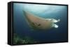 Underside View of a Giant Oceanic Manta Ray, Raja Ampat, Indonesia-null-Framed Stretched Canvas