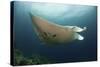 Underside View of a Giant Oceanic Manta Ray, Raja Ampat, Indonesia-null-Stretched Canvas