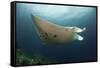 Underside View of a Giant Oceanic Manta Ray, Raja Ampat, Indonesia-null-Framed Stretched Canvas
