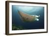 Underside View of a Giant Oceanic Manta Ray, Raja Ampat, Indonesia-null-Framed Photographic Print