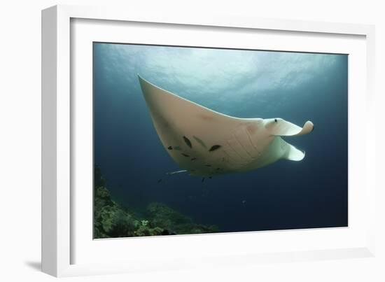 Underside View of a Giant Oceanic Manta Ray, Raja Ampat, Indonesia-null-Framed Photographic Print