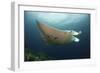 Underside View of a Giant Oceanic Manta Ray, Raja Ampat, Indonesia-null-Framed Photographic Print