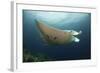 Underside View of a Giant Oceanic Manta Ray, Raja Ampat, Indonesia-null-Framed Photographic Print