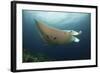 Underside View of a Giant Oceanic Manta Ray, Raja Ampat, Indonesia-null-Framed Photographic Print