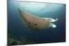 Underside View of a Giant Oceanic Manta Ray, Raja Ampat, Indonesia-null-Mounted Photographic Print