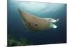 Underside View of a Giant Oceanic Manta Ray, Raja Ampat, Indonesia-null-Mounted Photographic Print