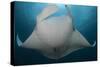 Underside View of a Giant Oceanic Manta Ray, Raja Ampat, Indonesia-null-Stretched Canvas