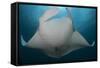 Underside View of a Giant Oceanic Manta Ray, Raja Ampat, Indonesia-null-Framed Stretched Canvas