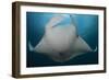 Underside View of a Giant Oceanic Manta Ray, Raja Ampat, Indonesia-null-Framed Photographic Print