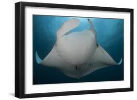 Underside View of a Giant Oceanic Manta Ray, Raja Ampat, Indonesia-null-Framed Photographic Print