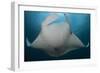 Underside View of a Giant Oceanic Manta Ray, Raja Ampat, Indonesia-null-Framed Photographic Print