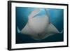 Underside View of a Giant Oceanic Manta Ray, Raja Ampat, Indonesia-null-Framed Photographic Print