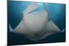 Underside View of a Giant Oceanic Manta Ray, Raja Ampat, Indonesia-null-Mounted Photographic Print