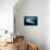 Underside View of a Giant Oceanic Manta Ray, Raja Ampat, Indonesia-null-Framed Stretched Canvas displayed on a wall