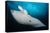 Underside View of a Giant Oceanic Manta Ray, Raja Ampat, Indonesia-null-Stretched Canvas