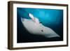 Underside View of a Giant Oceanic Manta Ray, Raja Ampat, Indonesia-null-Framed Photographic Print