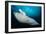 Underside View of a Giant Oceanic Manta Ray, Raja Ampat, Indonesia-null-Framed Photographic Print