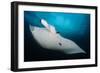 Underside View of a Giant Oceanic Manta Ray, Raja Ampat, Indonesia-null-Framed Photographic Print