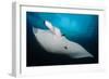 Underside View of a Giant Oceanic Manta Ray, Raja Ampat, Indonesia-null-Framed Photographic Print