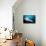 Underside View of a Giant Oceanic Manta Ray, Raja Ampat, Indonesia-null-Mounted Photographic Print displayed on a wall
