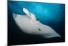 Underside View of a Giant Oceanic Manta Ray, Raja Ampat, Indonesia-null-Mounted Photographic Print