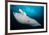 Underside View of a Giant Oceanic Manta Ray, Raja Ampat, Indonesia-null-Framed Photographic Print