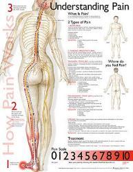 affordable medical charts posters for sale at allposters com